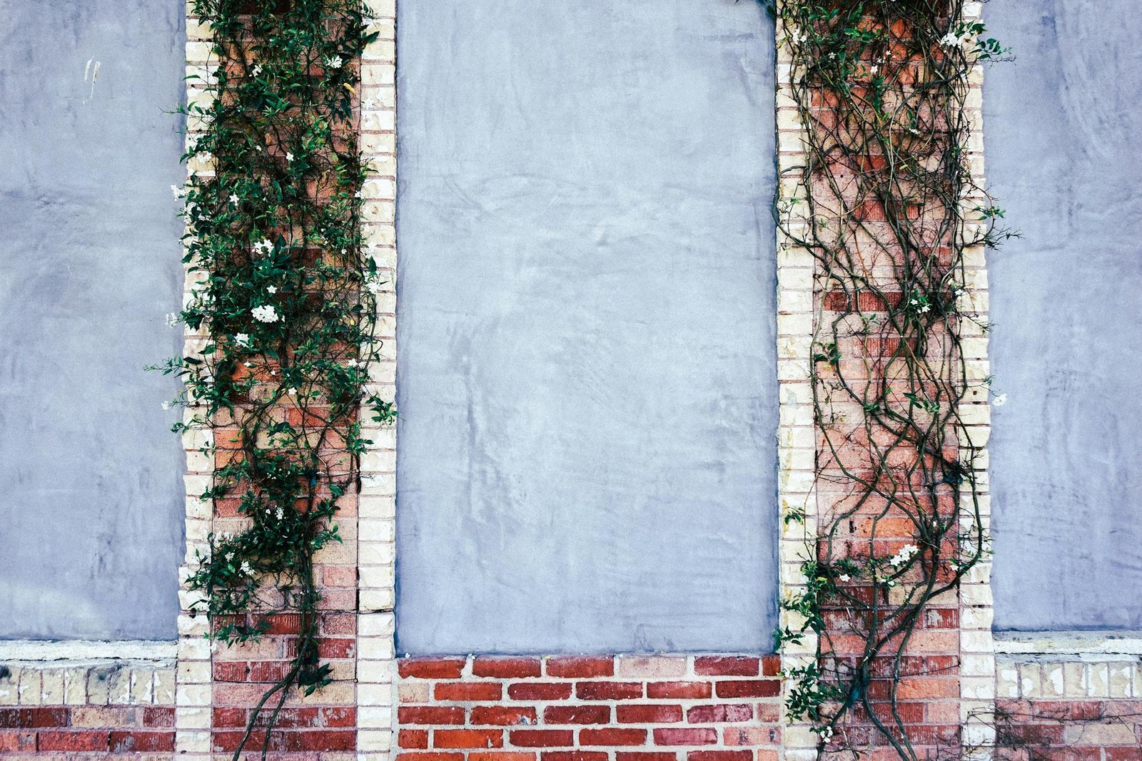 Lush green ivy climbing a rustic red brick wall with contrasting gray plaster.